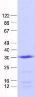 Human MEAF6 / C1orf149 Protein (Recombinant His, N-Terminal)
