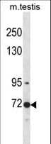 CLK3 Antibody (aa20-48)