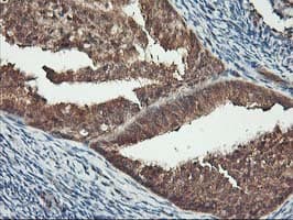 KCNAB1 Antibody (clone OTI7C7)