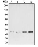 Polyclonal Rabbit anti-Human ELK1 Antibody (N-Terminus, IHC, IF, WB)