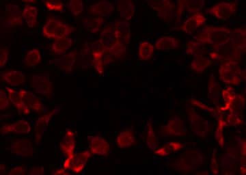 Polyclonal Rabbit anti-Human MRPL12 Antibody (IF, WB)