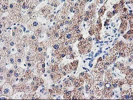 CDKN3 / KAP Antibody (clone OTI2H1)