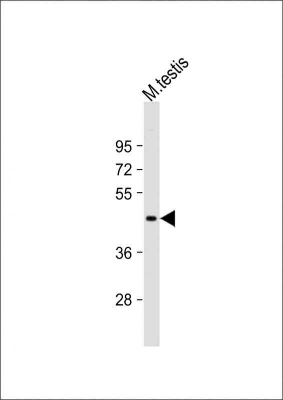 UTF1 Antibody (aa325-359)