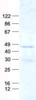 Human CD66c / CEACAM6 Protein (Recombinant His, N-Terminal)