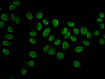HIST1H3A Antibody