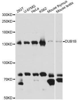 BUB1B / BubR1 Antibody