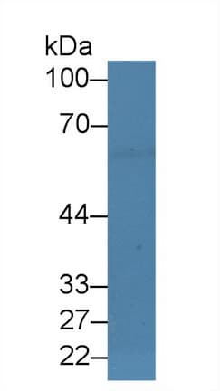 EBF / EBF1 Antibody (aa179-451)