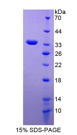 Mouse MYO1G / HA2 Protein (Recombinant His-T7)