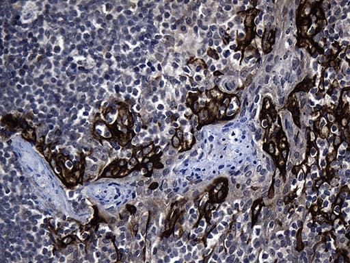 GTPCH1 / GCH1 Antibody (clone OTI3C9, Carrier-free)