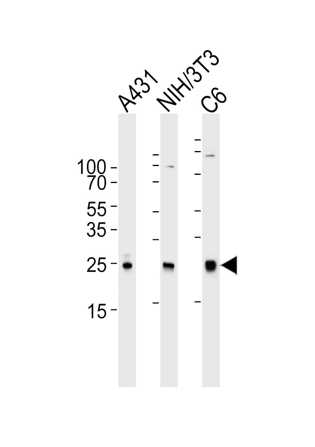 RAC1 Antibody (clone 1301CT276.121.104)