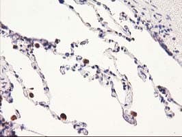 HARS2 Antibody (clone OTI6F9, Carrier-free)