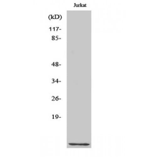 Polyclonal Rabbit anti-Human CKS1B / CKS1 Antibody (65-79 aa, C-terminal, IF, WB)