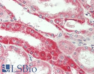 PZP Antibody (HRP)