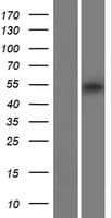 CXorf49 Protein (Over-Expression Lysate Myc-DDK (Flag))