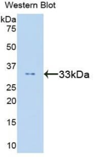 STAT6 Antibody (aa262-520, Biotin)