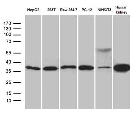 Monoclonal Mouse anti-Human STX3 / Syntaxin 3 Antibody (clone OTI5B12, WB)