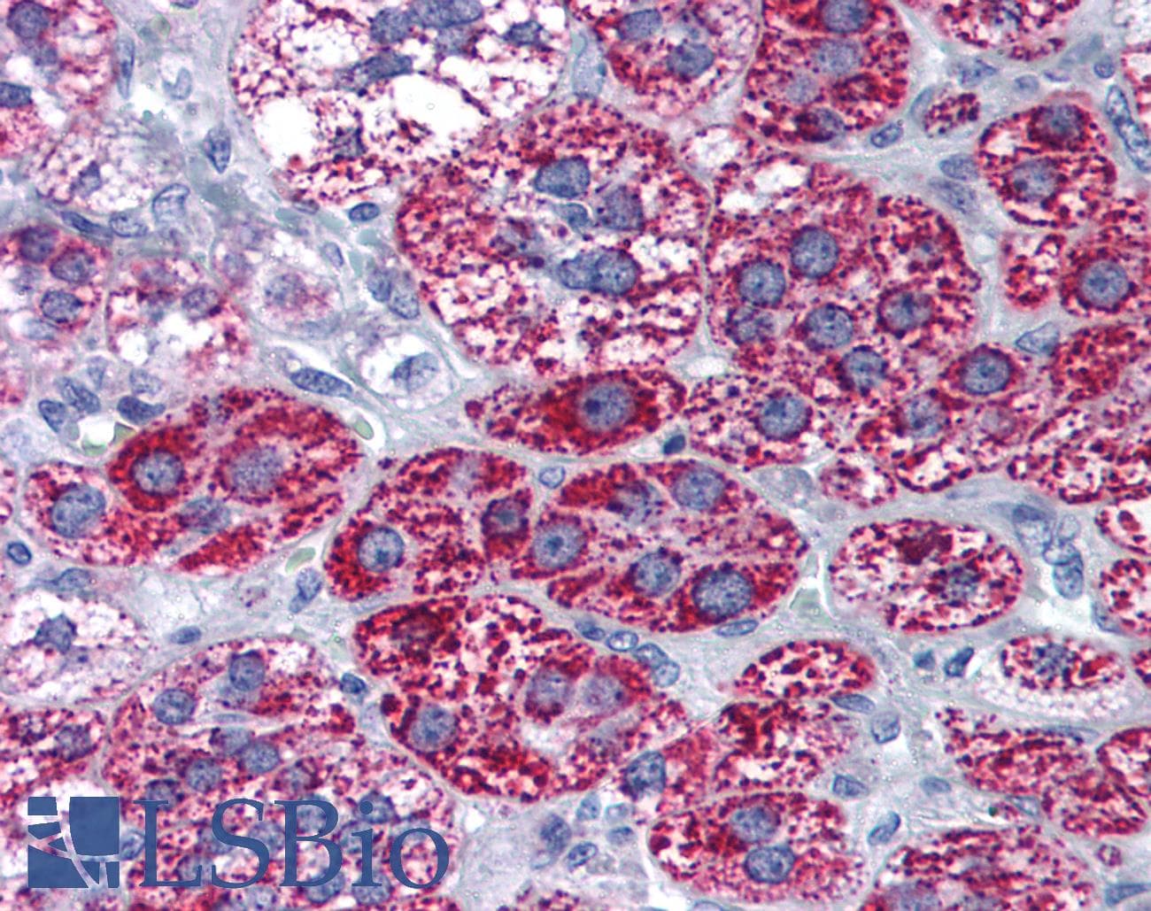 IHC-plus™ CYP1B1 Antibody (aa400-450)