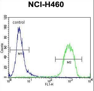 Polyclonal Rabbit anti-Human RAD54L Antibody (aa634-663, WB)