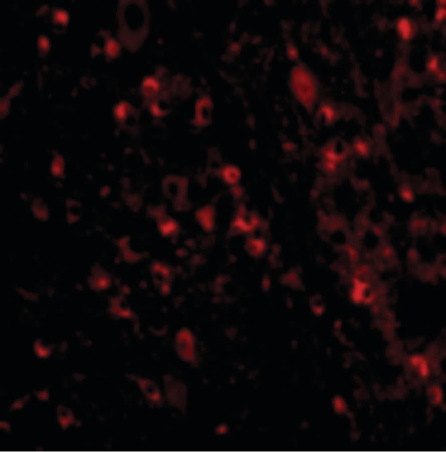 IHC-plus™ VISA / MAVS Antibody