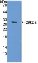 SPON1 / F-Spondin Antibody (aa597-801)