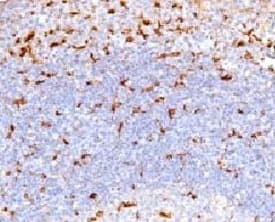 CD68 Antibody (clone CDLA68-1)