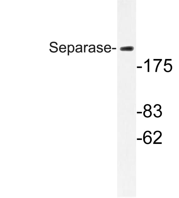 ESPL1 / Separase Antibody (Ala795)