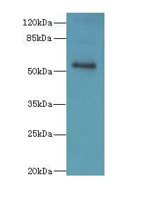 Polyclonal Rabbit anti-Human ZNF434 Antibody (WB)