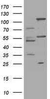 TRAPPC4 / Synbindin Antibody (clone OTI3A8)