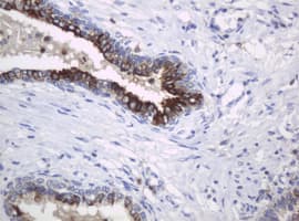 c-Kit / CD117 Antibody (aa546-976, clone OTI1E2)