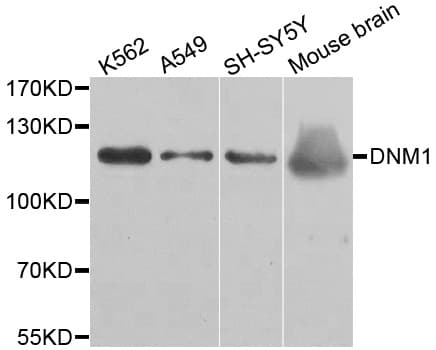 Polyclonal Rabbit anti-Human DNM1 / Dynamin Antibody (IF, WB)