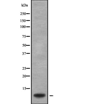 GNG2 Antibody