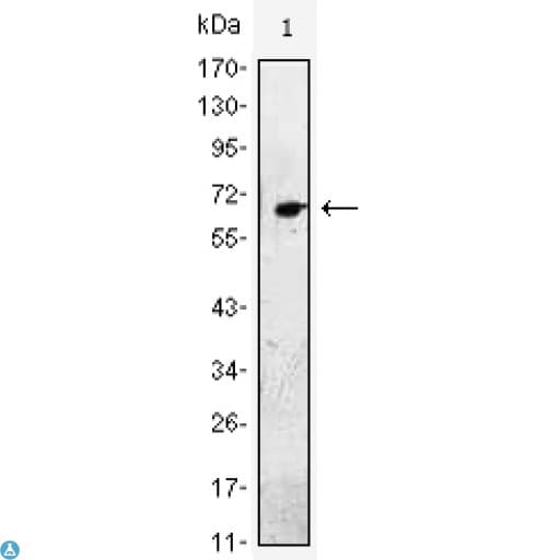 EGF Antibody