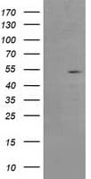 AP50 / AP2M1 Antibody (aa97-383, clone OTI1B11)