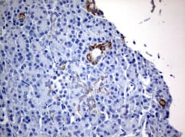 WNT3 Antibody (aa128-355, clone OTI3G5)