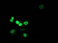 MEF2C Antibody (clone OTI4B10, Carrier-free)