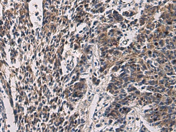 CCNI / Cyclin I Antibody
