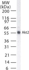 Monoclonal Mouse anti-Human AKT2 Antibody (clone 95C657.1.2, aa106-123, WB)