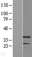 CHRFAM7A Protein (Over-Expression Lysate Myc-DDK (Flag))