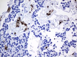 TMEM173 / STING Antibody (clone OTI4H1)