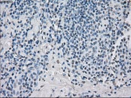 PPP5C Antibody (clone OTI5G5)