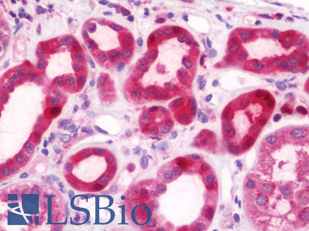 IHC-plus™ VTA1 Antibody (aa1-276)