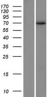 AIFM1 / AIF / PDCD8 Protein (Over-Expression Lysate Myc-DDK (Flag))