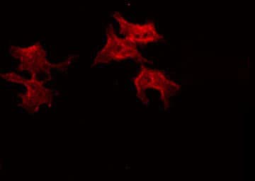 Dynactin 2 / Dynamitin Antibody