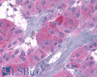 PathPlus™ Polyclonal Rabbit anti-Human GLP1R / GLP-1 Receptor Antibody (N-Terminus, IHC, IF, WB)