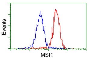 MSI1 / Musashi 1 Antibody (clone OTI1G8, Carrier-free)