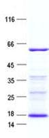 Human FKBP5 / FKBP51 Protein (Recombinant His, N-Terminal)