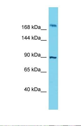 STOX2 Antibody (aa787-836)