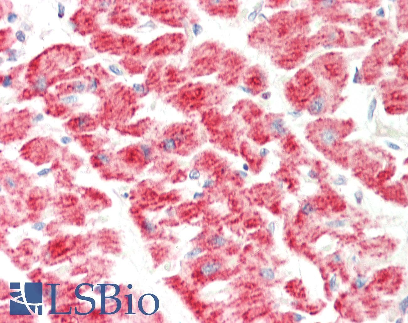 EGLN3 / PHD3 Antibody (C-Terminus)