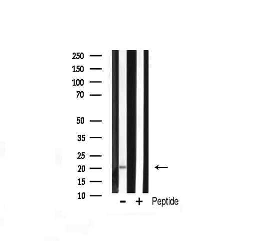 PRAF2 Antibody