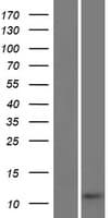 Human C3orf79 Protein (Over-Expression Lysate Myc-DDK (Flag))